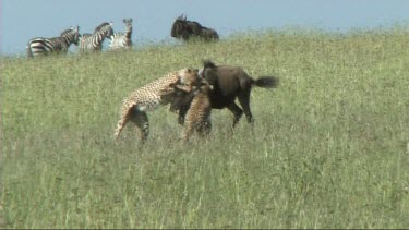 Two cheetahs making a kill in the Serengeti