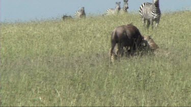 Two cheetahs making a kill in the Serengeti