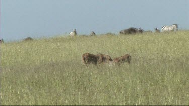 Two cheetahs making a kill in the Serengeti