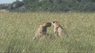 Two cheetahs resting after making a kill