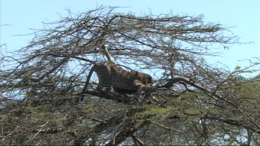 Leopard in a tree feeding on a young zebra