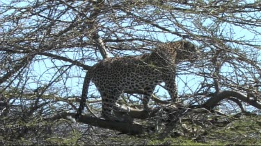 Leopard in a tree feeding on a young zebra