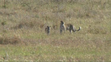 Leopard with her cub walking in the Serengeti