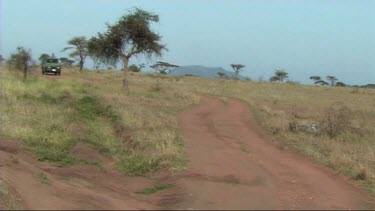 Safari tourists in old landrover viewing Leopard with her cub walking in the Serengeti