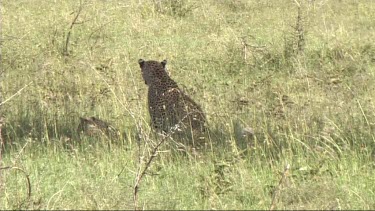 Leopard with her cub walking in the Serengeti