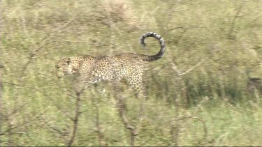 Leopard with her cub walking in the Serengeti