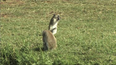 Vervet monkey feeding near a river in Lake Manyara NP