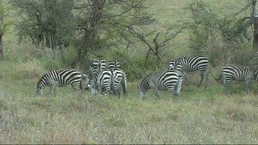 Zebra grazing in Tarangire NP