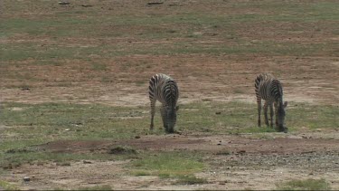 Zebra grazing in Lake Manyara NP