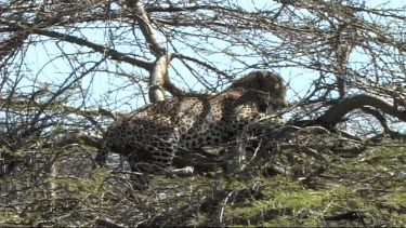 Leopard in a tree feeding on a young zebra