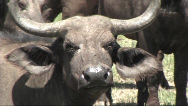 Close-up of a Cape buffalo in Lake Manyara NP