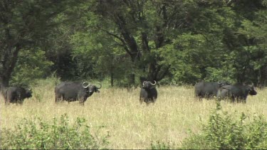 Herd of Cape buffalo running and walking in Tarangire NP