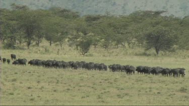 Herd of Cape buffalo running and walking in Tarangire NP