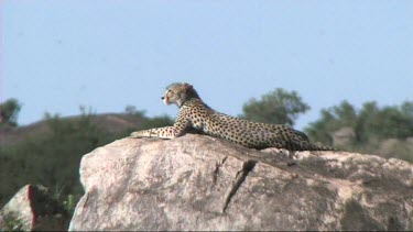 Cheetah resting on a kopje in the Serengeti