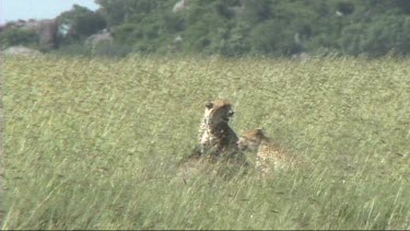 Two cheetahs resting after making a kill
