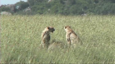 Two cheetahs resting after making a kill