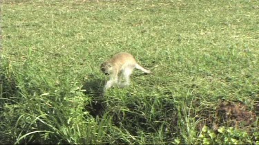 Vervet monkey feeding near a river in Lake Manyara NP