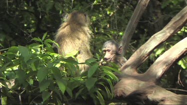 Baboons resting in a tree in Lake Manyara NP