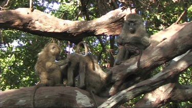 Baboons resting in a tree in Lake Manyara NP. Grooming. Babies and adults. See female mother with teats and small baby.