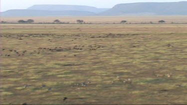 Aerial view of the migration of wildebeest