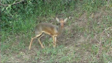 Dik dik grazing in Lake Manyara NP