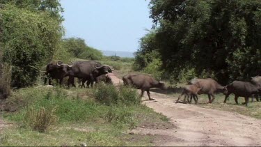 CM0032-RSSD-0037055 Herd of buffalo running and walking in Tarangire NP