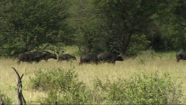 Herd of buffalo running and walking in Tarangire NP