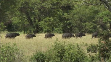 Herd of buffalo running and walking in Tarangire NP