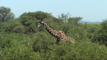 Giraffe walking in Tarangire NP
