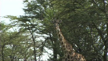 Giraffe feeding in Tarangire NP