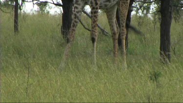 Giraffe standing in the shade