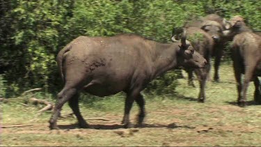 Buffalo walking in Tarangire NP