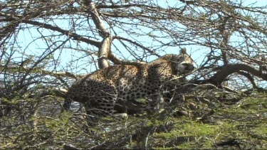 Leopard in a tree feeding on a young zebra