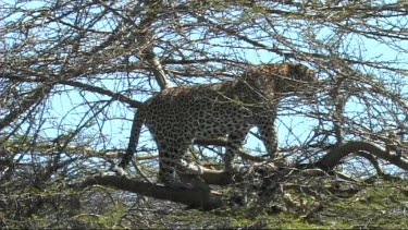 Leopard in a tree feeding on a young zebra