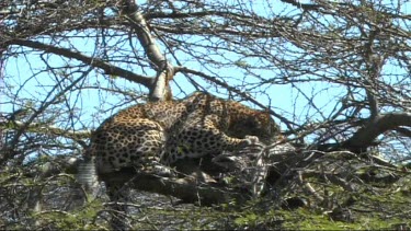 Leopard in a tree feeding on a young zebra