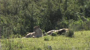 Lions mating in the Serengeti