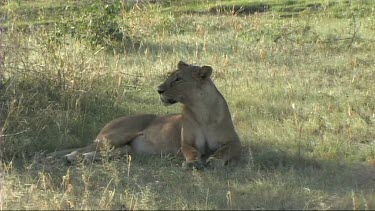 Lioness resting in the shade