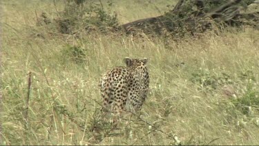Cheetah walking and stalking prey
