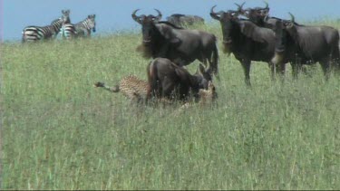 Two cheetahs making a kill in the Serengeti