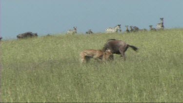 Two cheetahs making a kill in the Serengeti