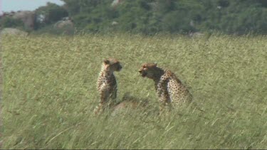 Two cheetahs resting after making a kill