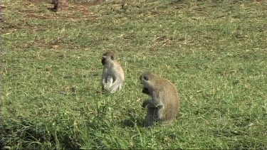 Vervet monkey feeding near a river in Lake Manyara NP