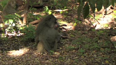 Baboons feeding in the forest of Lake Manyara NP