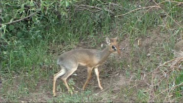 Dik dik grazing in Lake Manyara NP