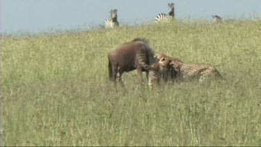 Two cheetahs making a kill in the Serengeti