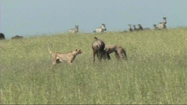 Two cheetahs making a kill in the Serengeti