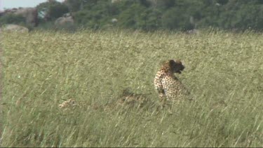 Two cheetahs resting after making a kill