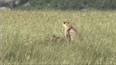 Two cheetahs resting after making a kill