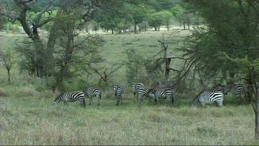 Zebra grazing in Lake Manyara NP