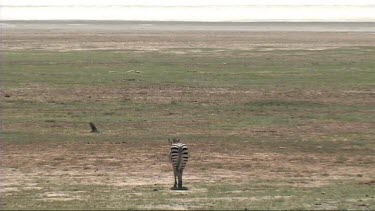 Zoom out. Zebra grazing in Lake Manyara NP